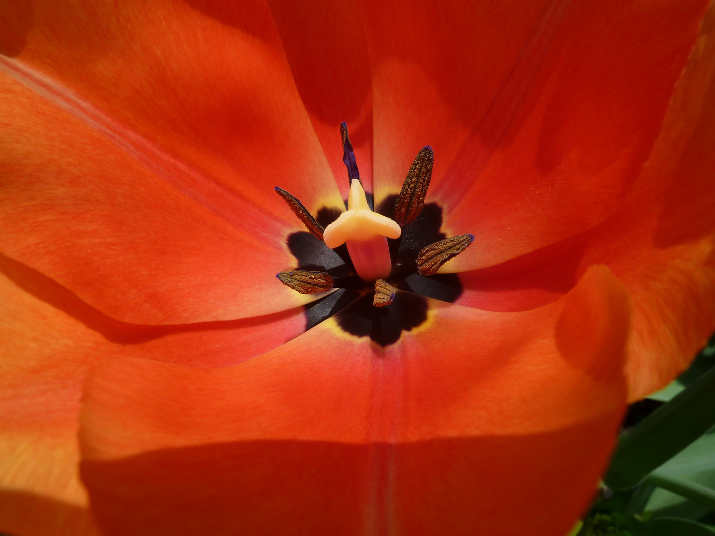 blüte garten makro