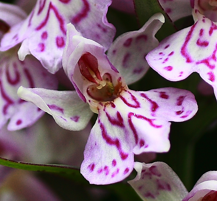 Blüte Geflecktes Knabenkraut