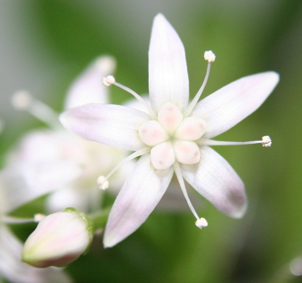 Blüte Geldbaum