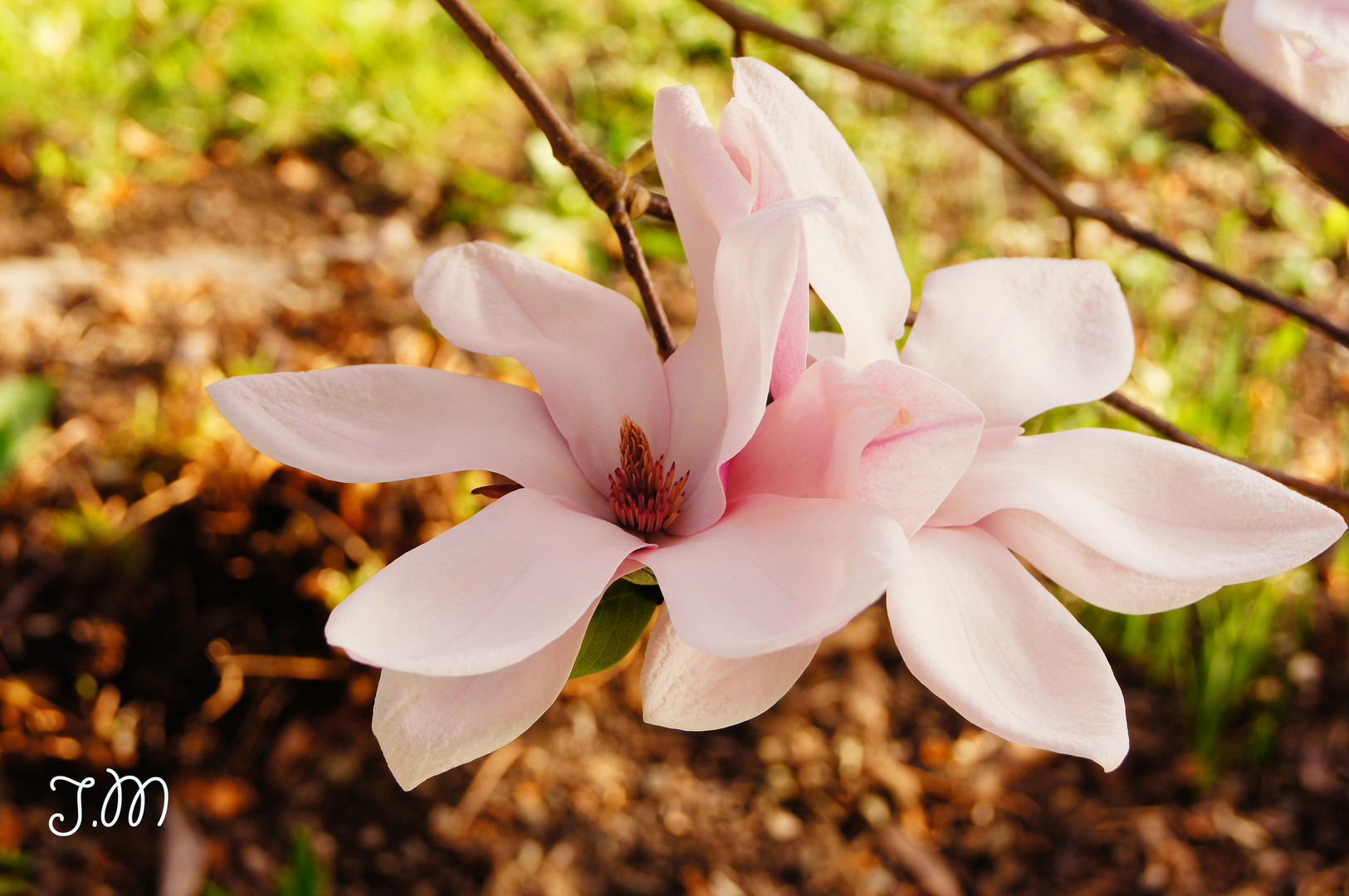 Blüte geöffnet