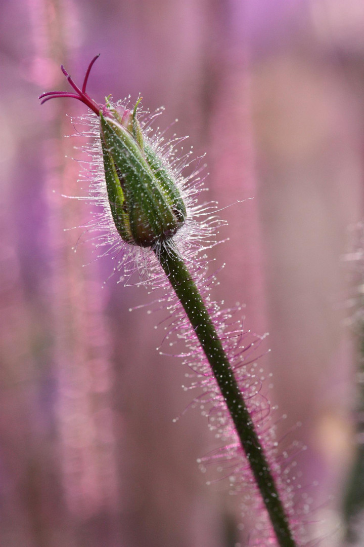 Blüte geschlossen