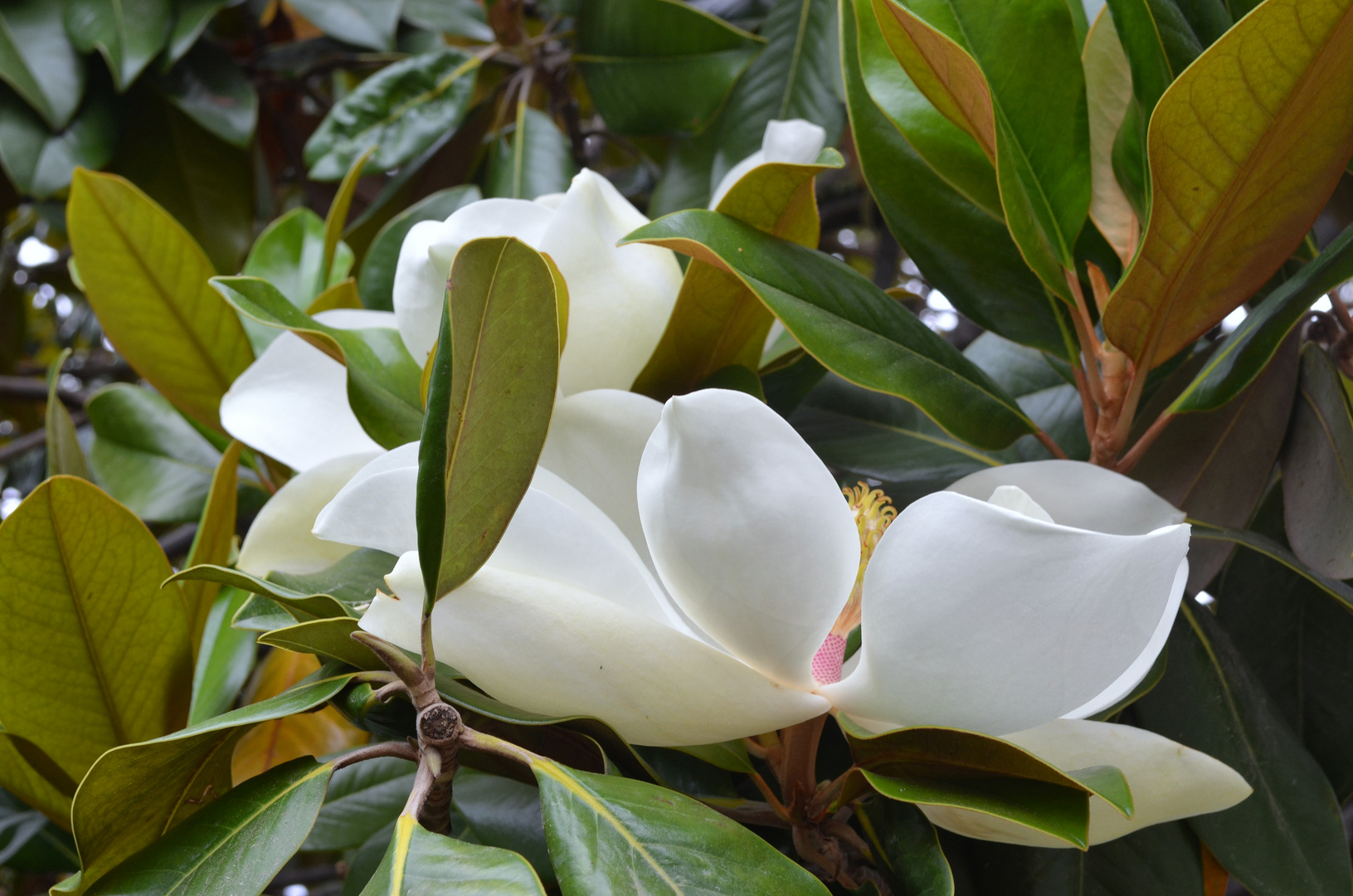 Blüte Gummibaum ...