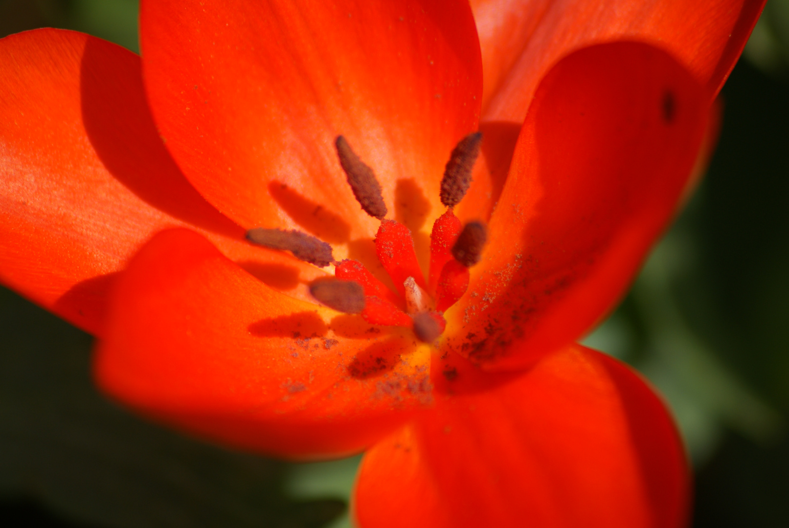 blüte (hach wie Einfallsreich)