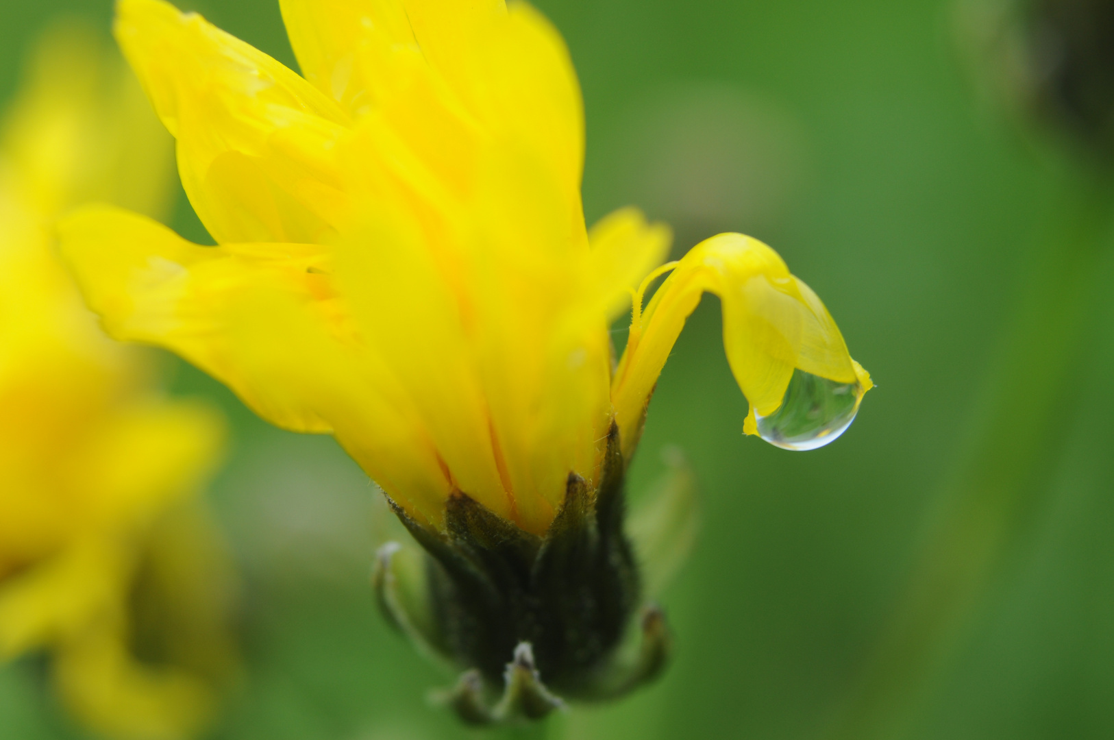 Blüte - halte durch ....