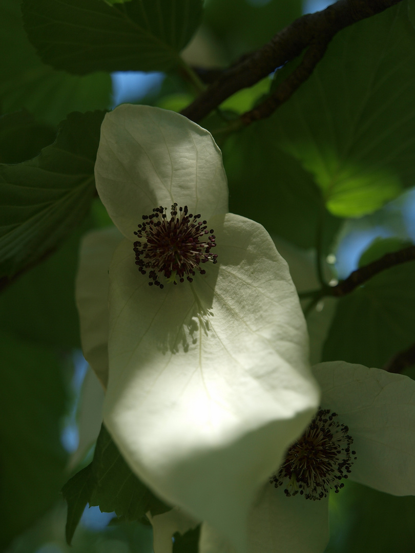 Blüte, Hamburg