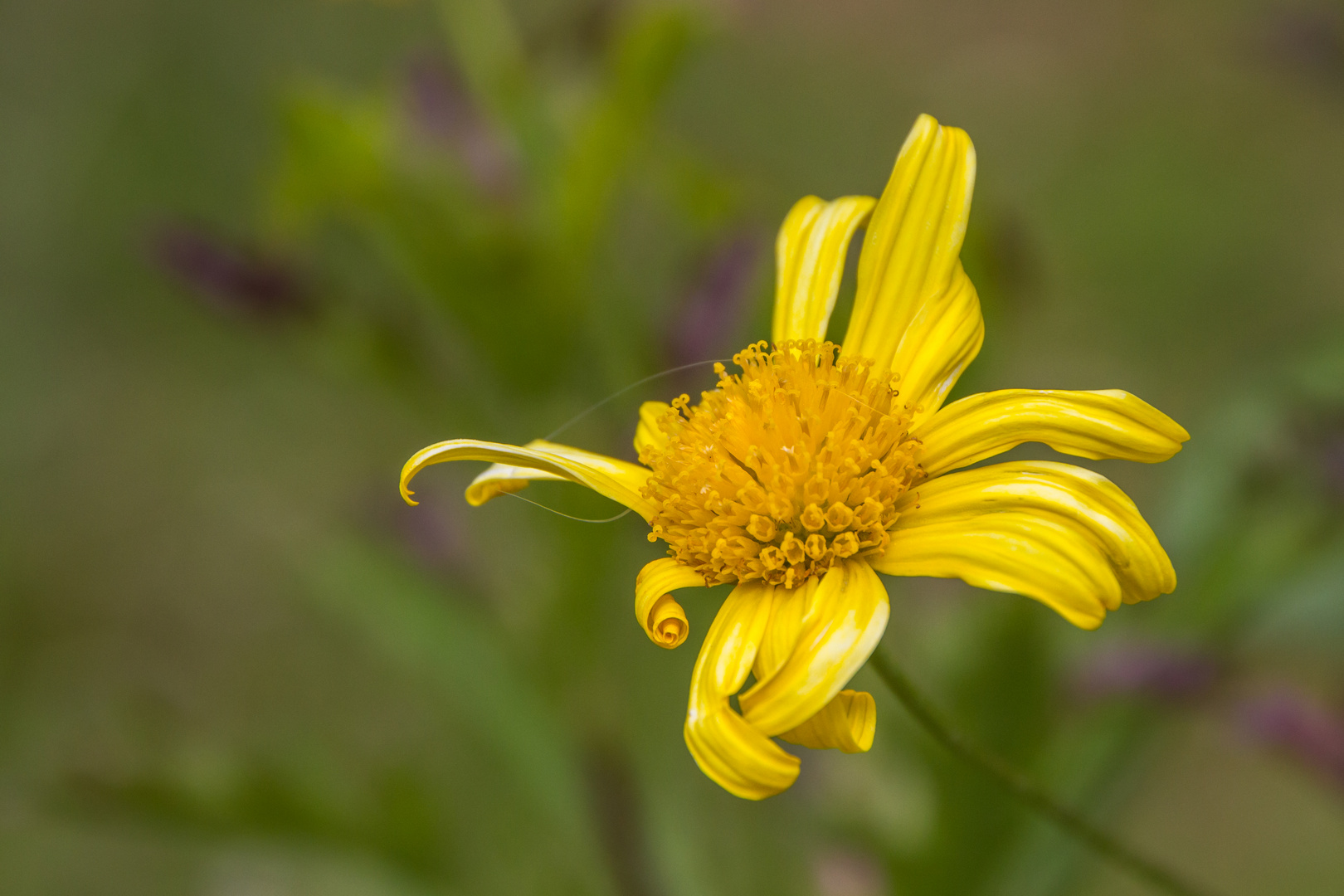 Blüte hat ausgedient