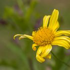 Blüte hat ausgedient