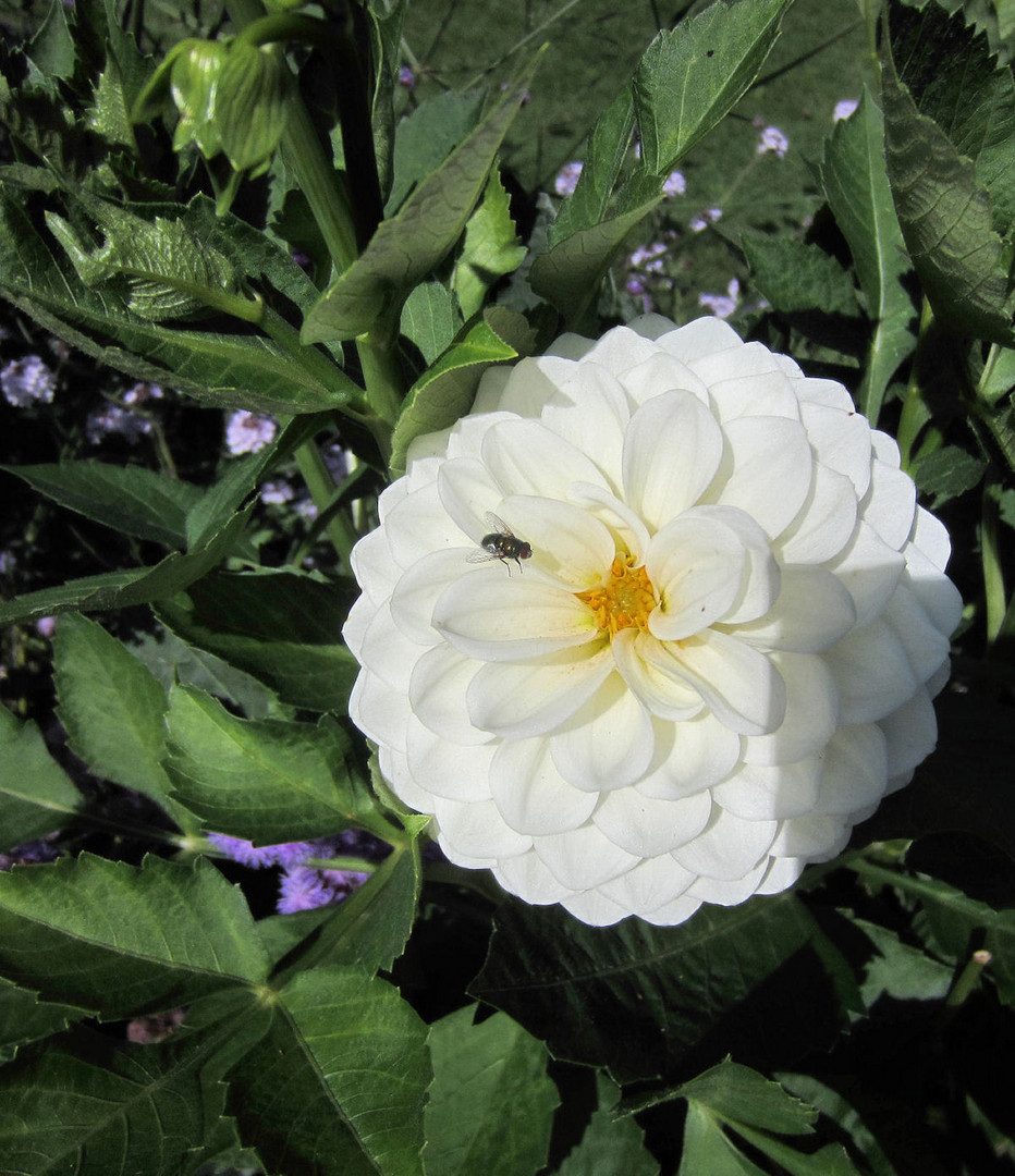 Blüte hat Besuch