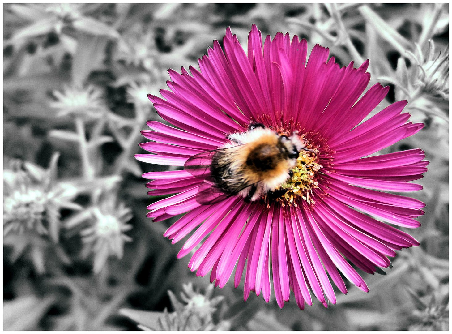 Blüte hat Besuch