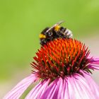 Blüte hat Besuch