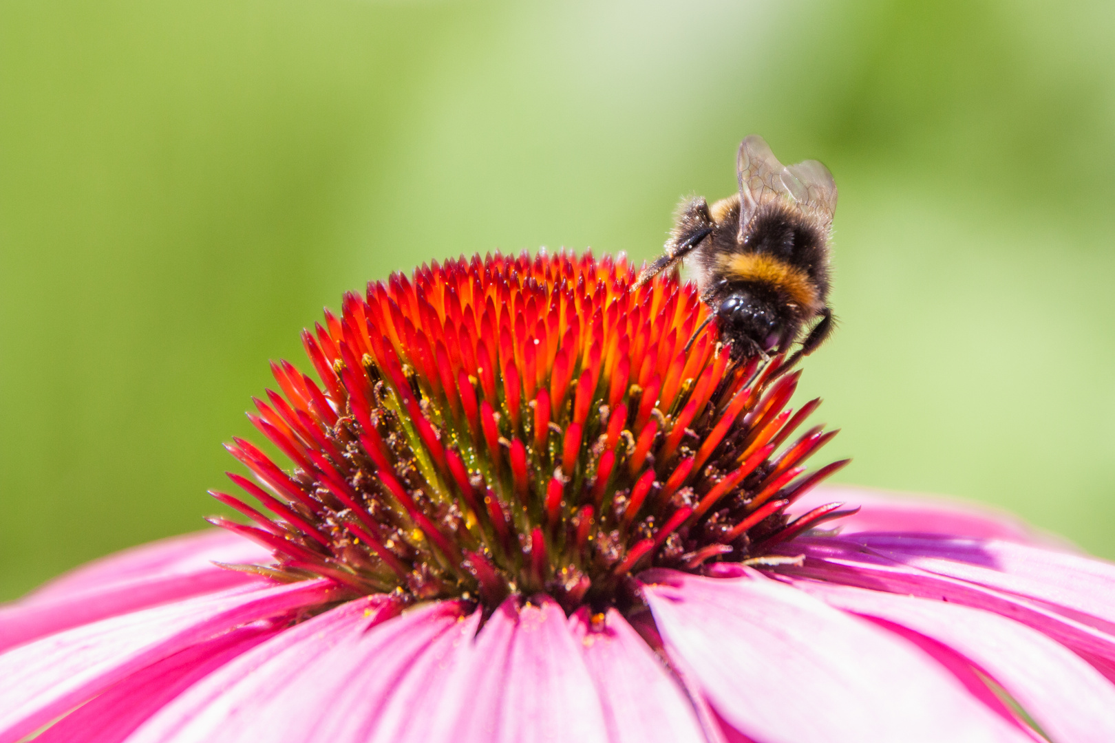 Blüte hat Besuch