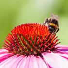 Blüte hat Besuch