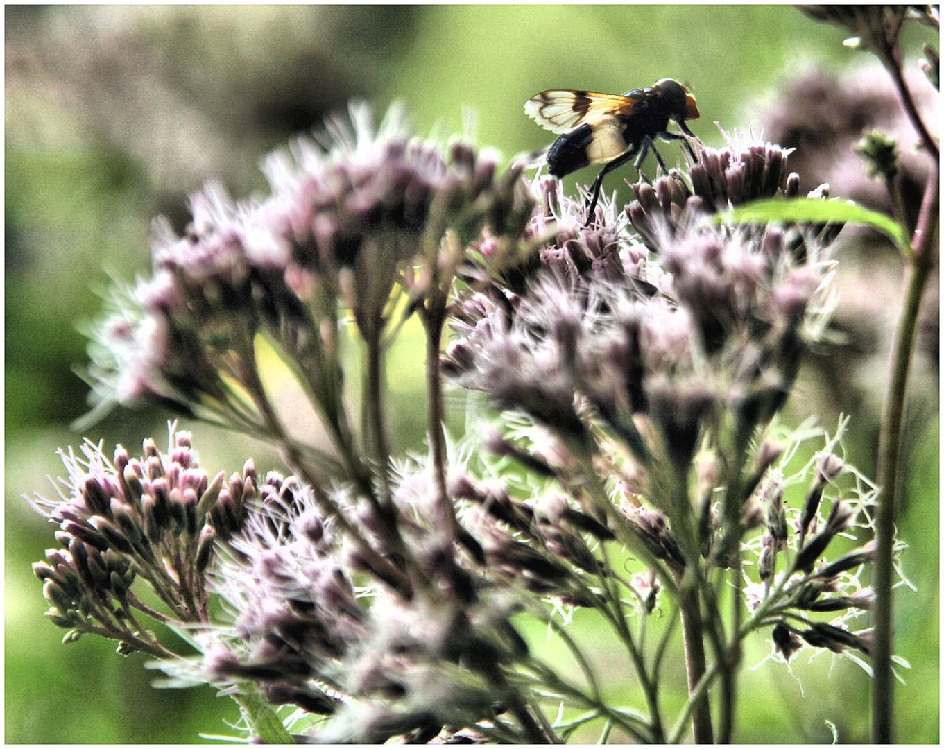 Blüte hat Besuch