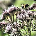 Blüte hat Besuch