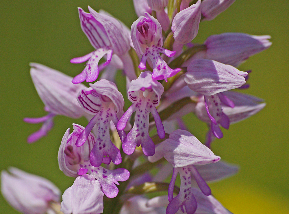 Blüte Helmknabenkraut