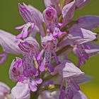 Blüte Helmknabenkraut