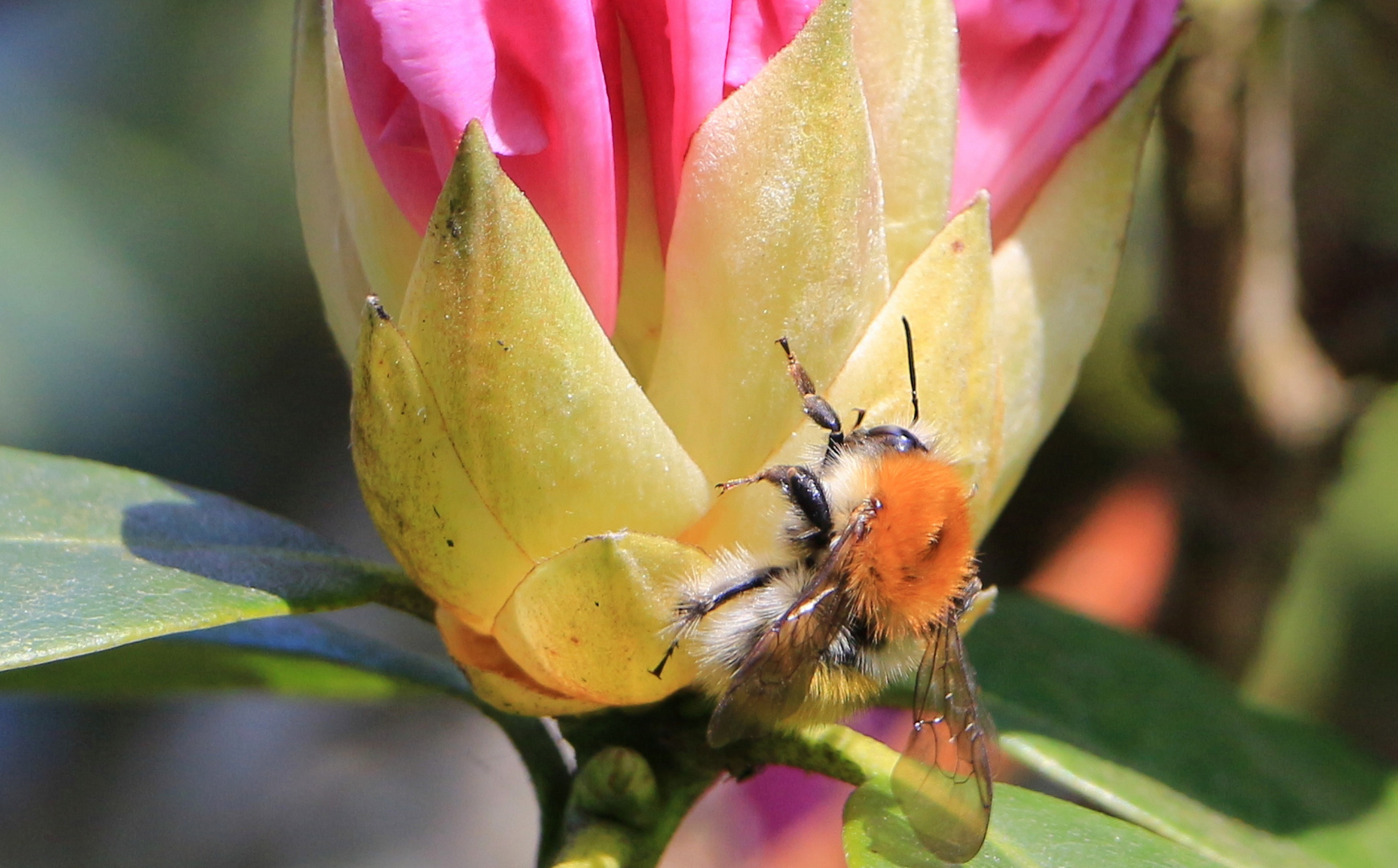 Blüte heute geschlossen