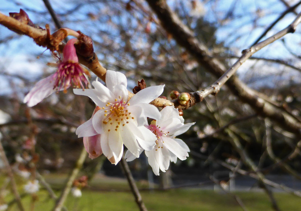 Blüte heute in Darmstadt