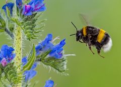 "Blüte .... ich komme"
