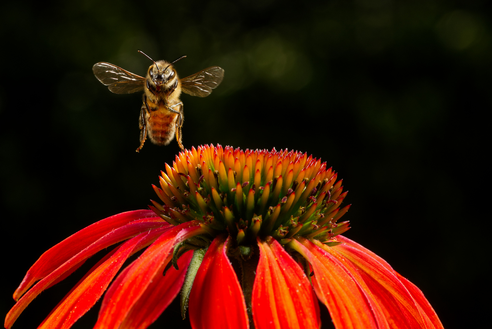 Blüte ich komme naschen!