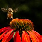 Blüte ich komme naschen!