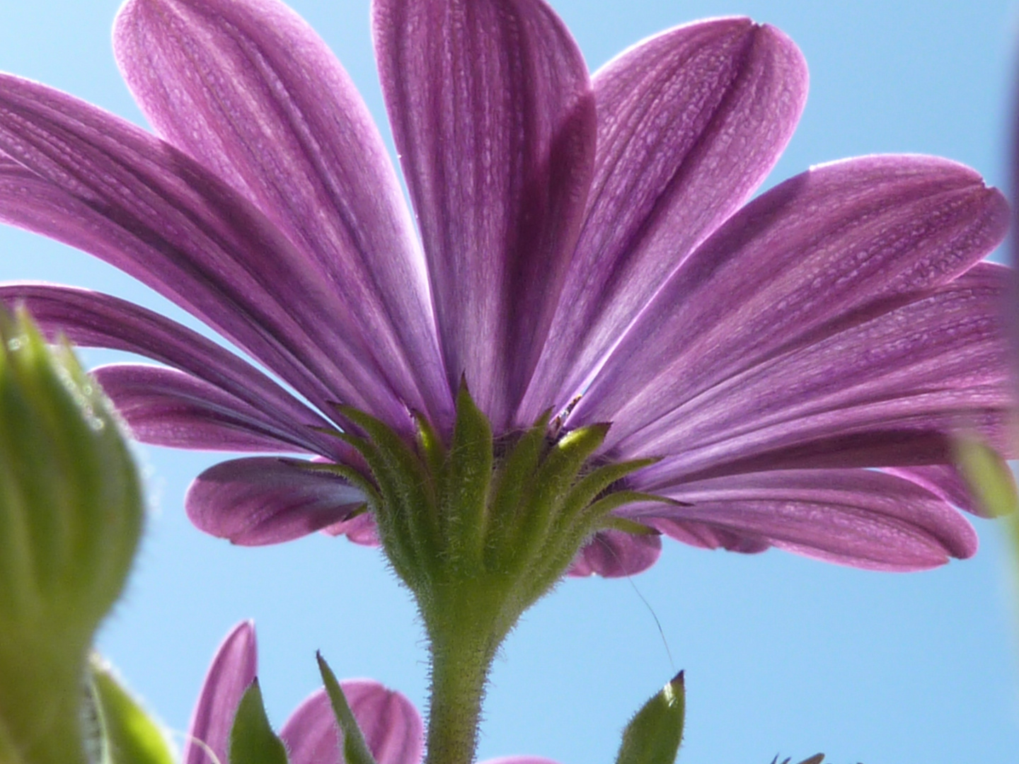 Blüte ider sonne