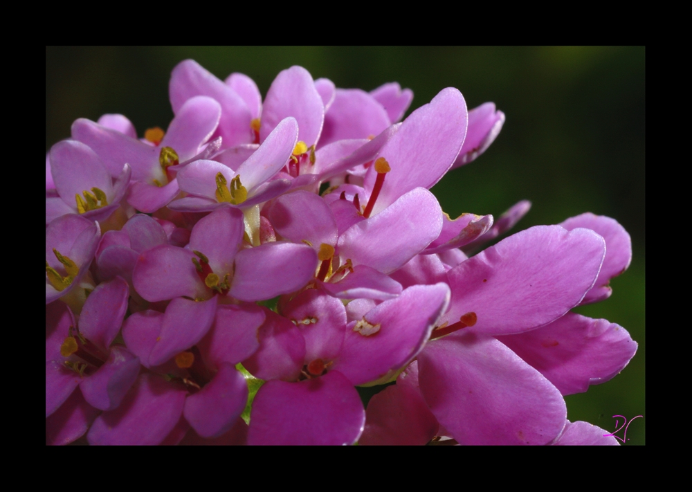 Blüte __II__raw_ Workflow für