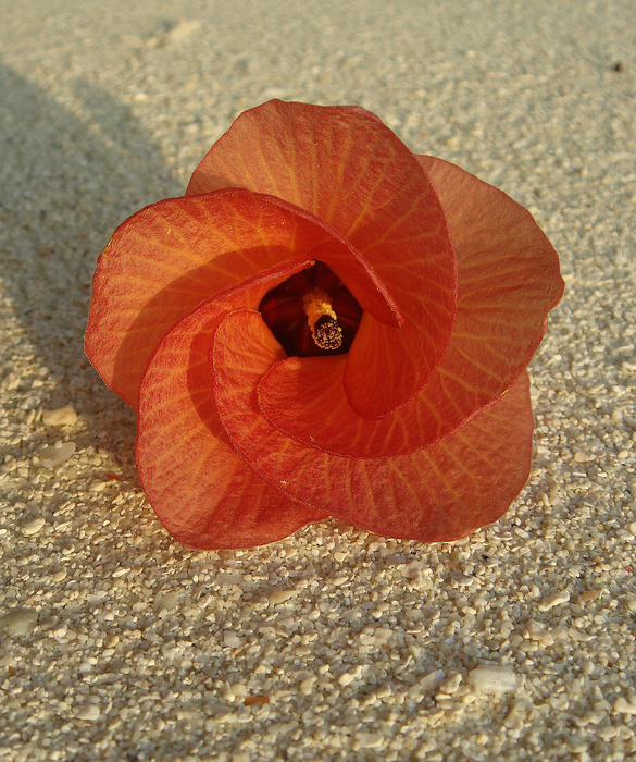 Blüte im Abendlicht