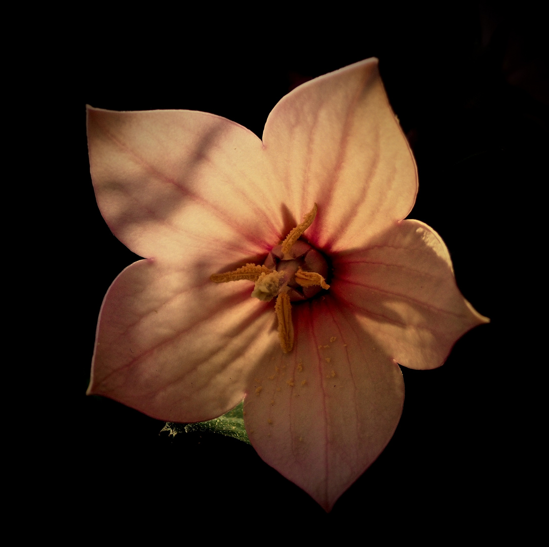 Blüte im Abendlicht 3