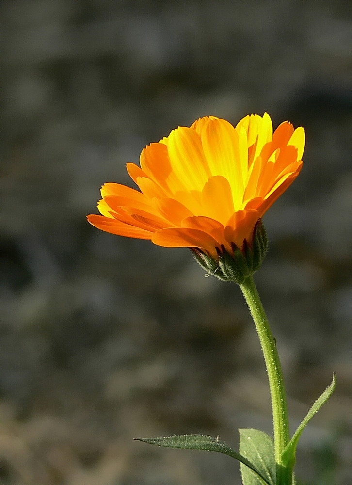 *Blüte im Abendlicht*