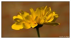 Blüte im Abendlicht