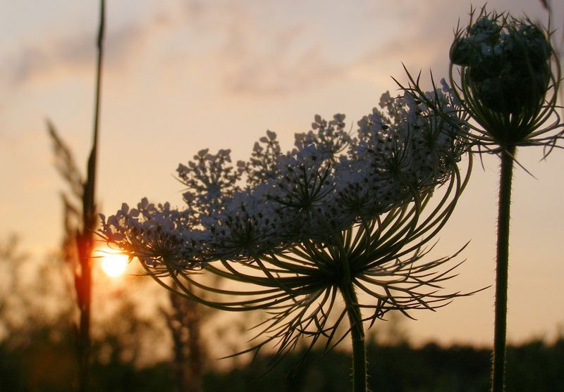 Blüte im Abendlicht...