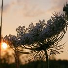 Blüte im Abendlicht...