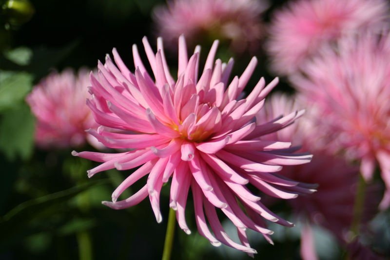 Blüte im Abendlicht