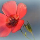 Blüte im Abendlicht