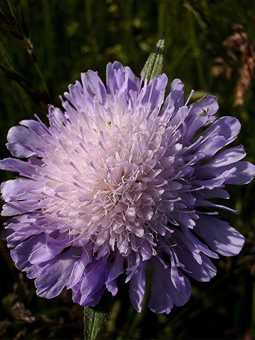 Blüte im Abendlicht