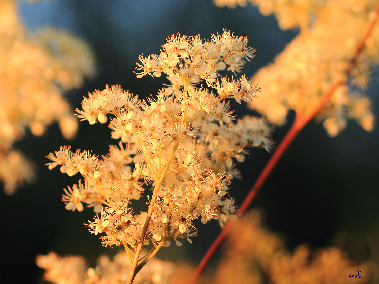 Blüte im Abendlicht