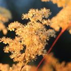 Blüte im Abendlicht