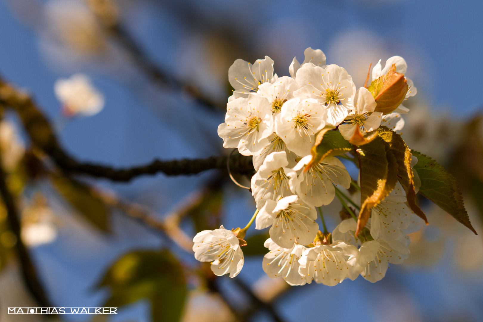 Blüte im Abendlicht