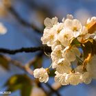 Blüte im Abendlicht