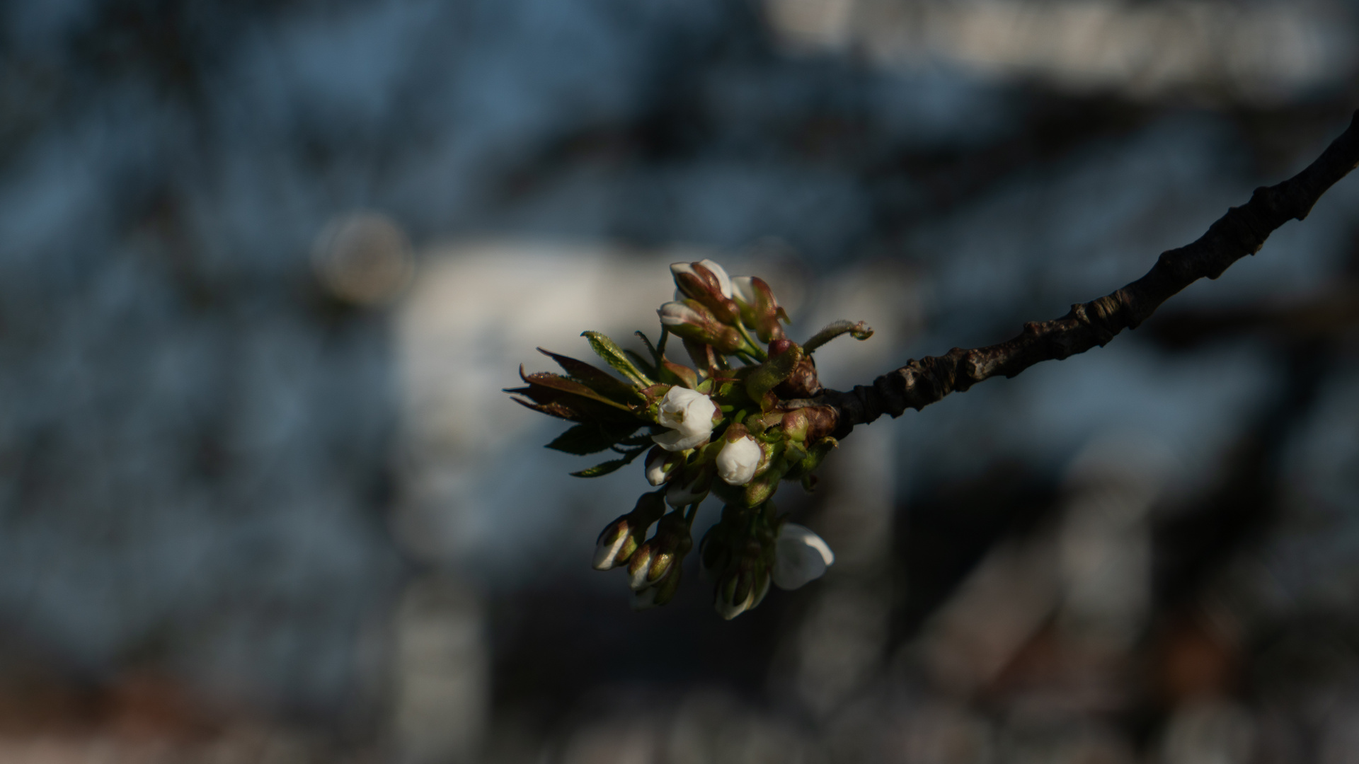 Blüte im Alten Land 