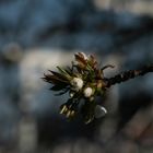 Blüte im Alten Land 