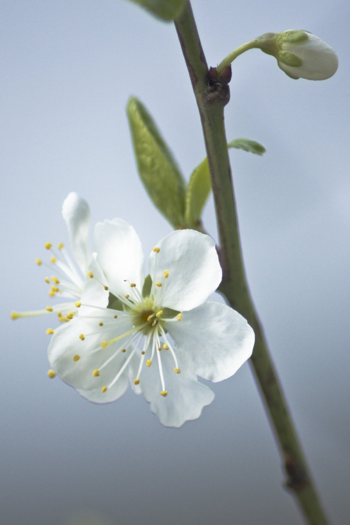 Blüte im April