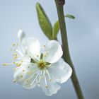 Blüte im April