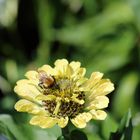 Blüte im Berggarten