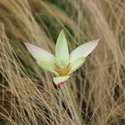 Blüte im Berggarten