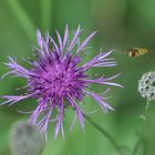 Blüte im Blick