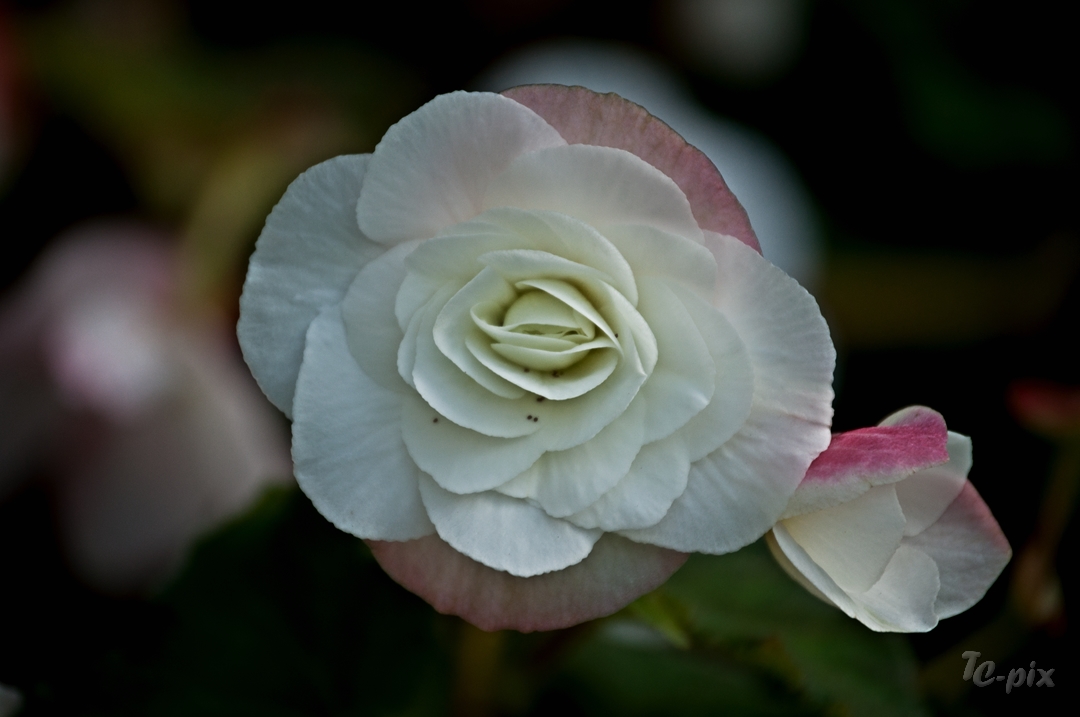 Blüte im Blühenden Barock Ludwigsburg