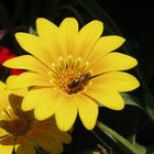 Blüte im Blumenkübel