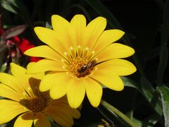 Blüte im Blumenkübel